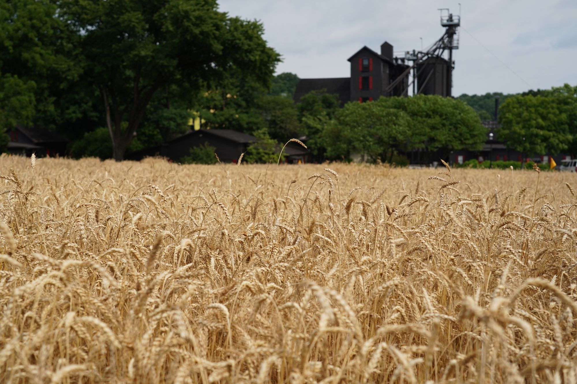 Wheat field