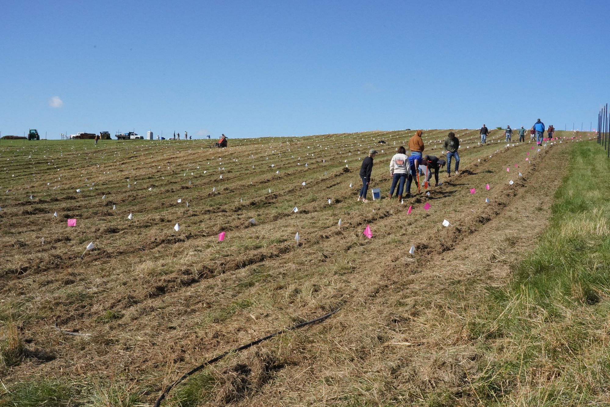 People putting small flag markers in rows in a field