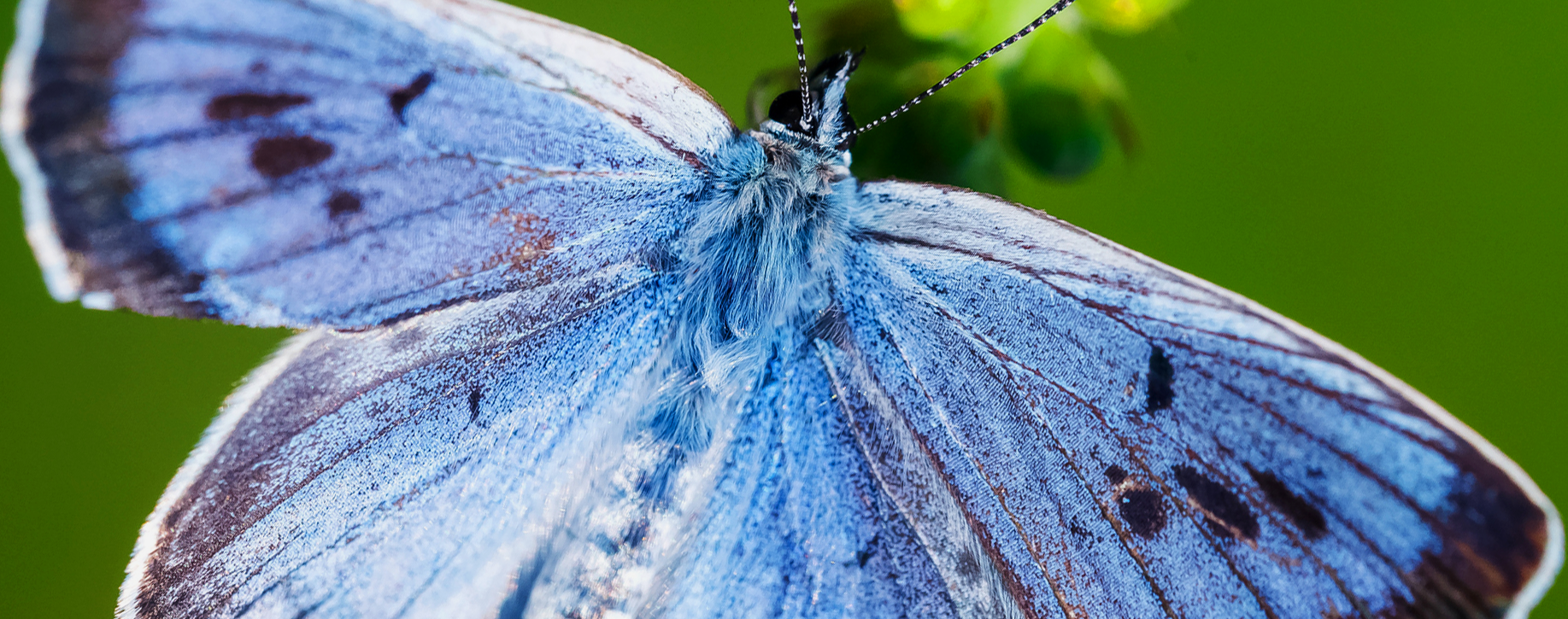 Large blue butterfly