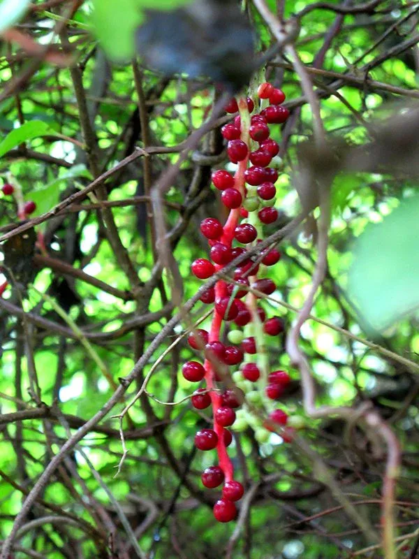 Schisandra berries growing in the wild.