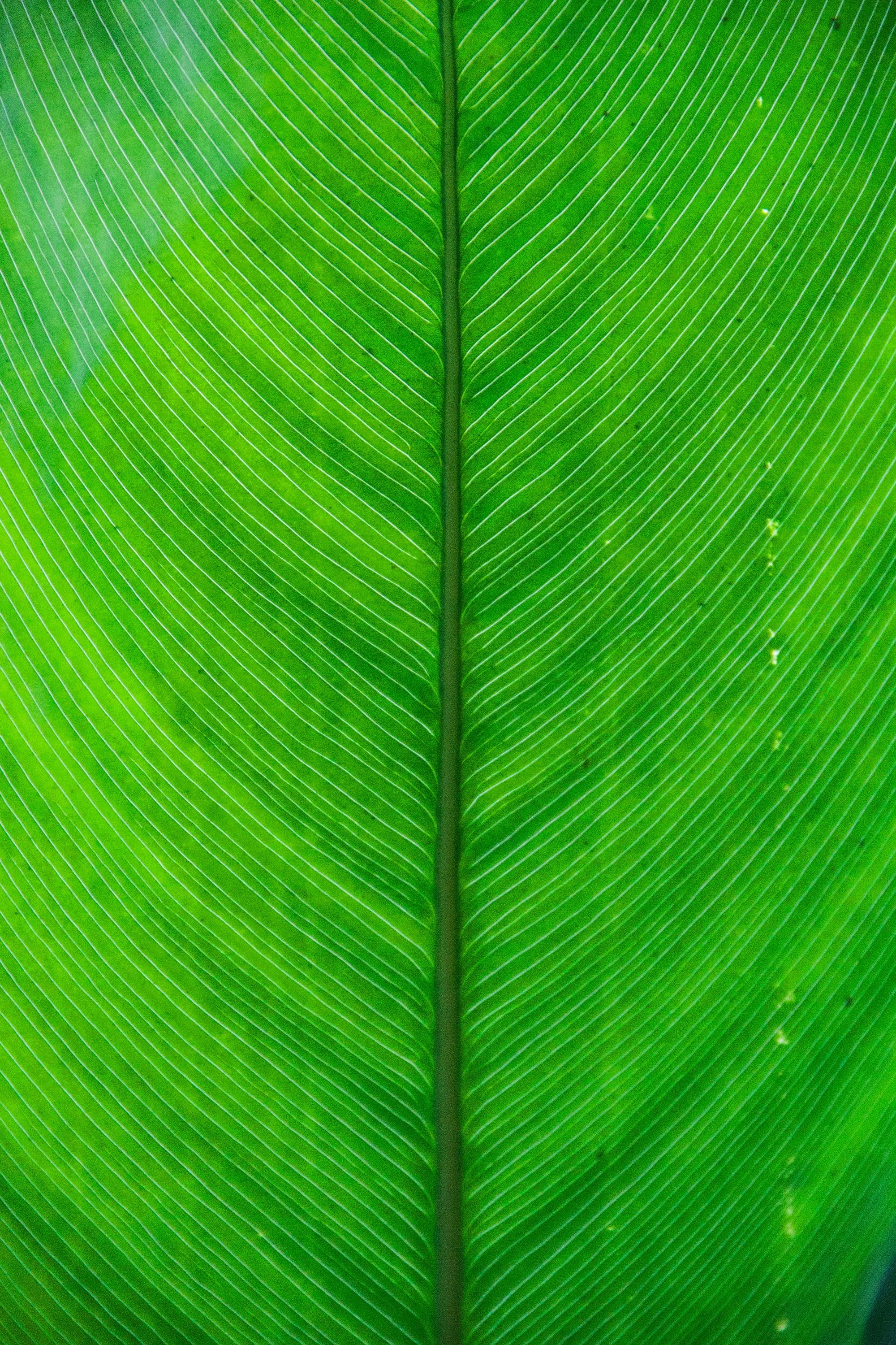 Carbon Neutral Copy