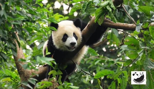 Panda in tree, panda friendly logo in bottom-right corner